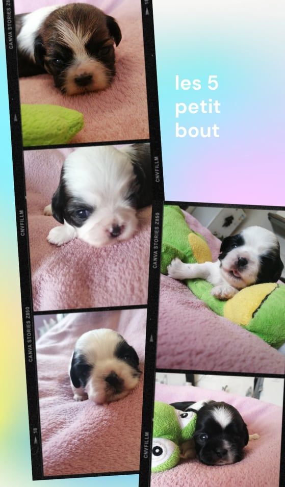 les 5 derniers bébés de Igor désormais à la retraite