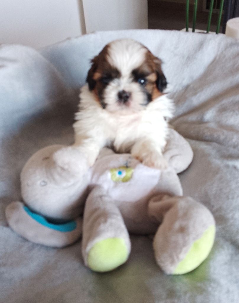 Des Tibétains Des Corbières - Chiots disponibles - Shih Tzu