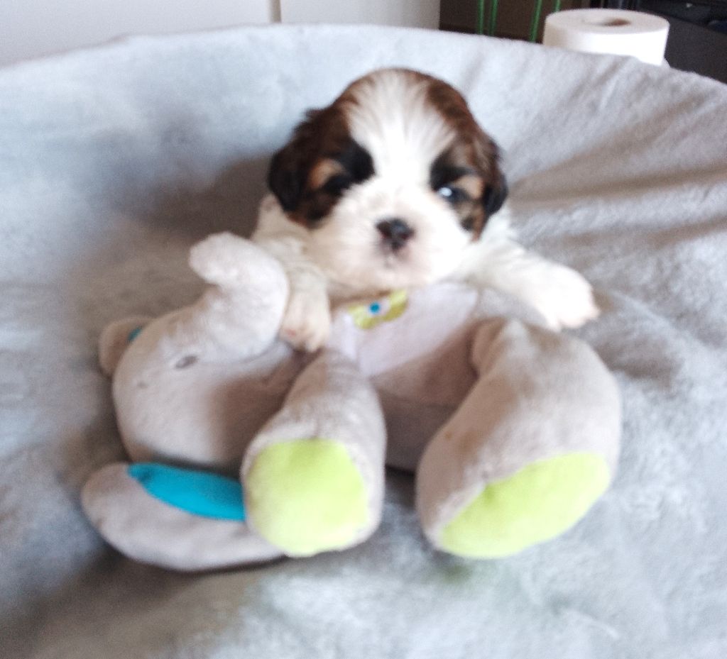Des Tibétains Des Corbières - Chiots disponibles - Shih Tzu