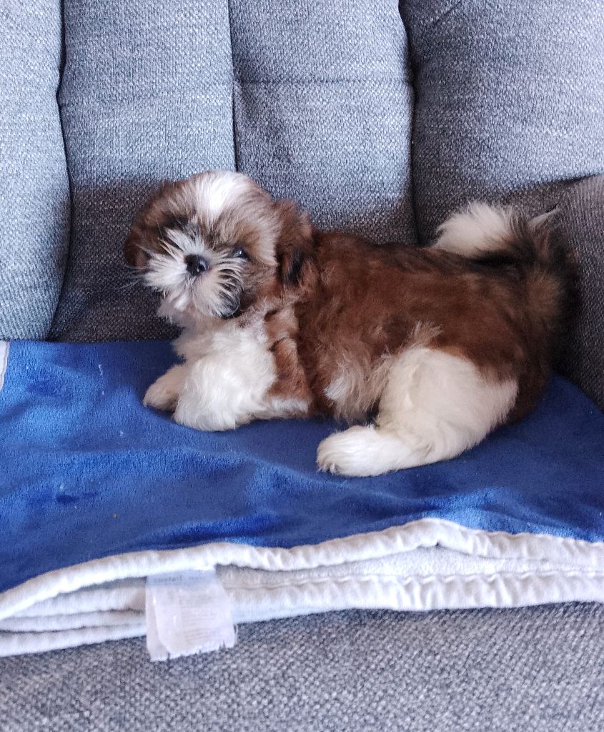 Des Tibétains Des Corbières - Chiots disponibles - Shih Tzu