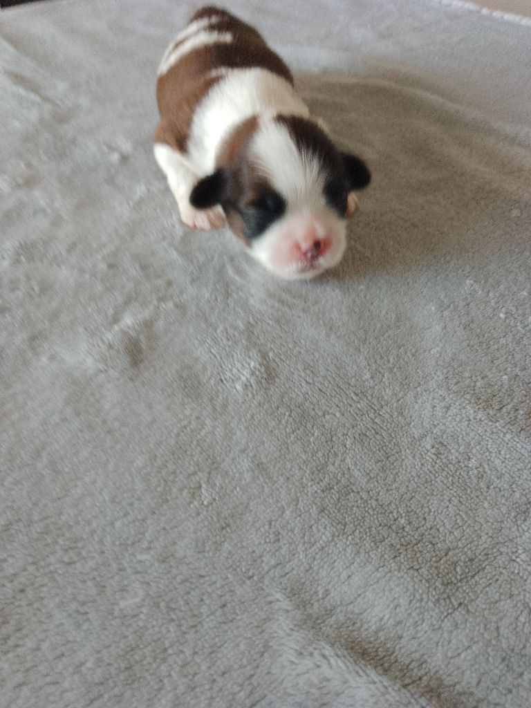 Des Tibétains Des Corbières - Chiots disponibles - Shih Tzu