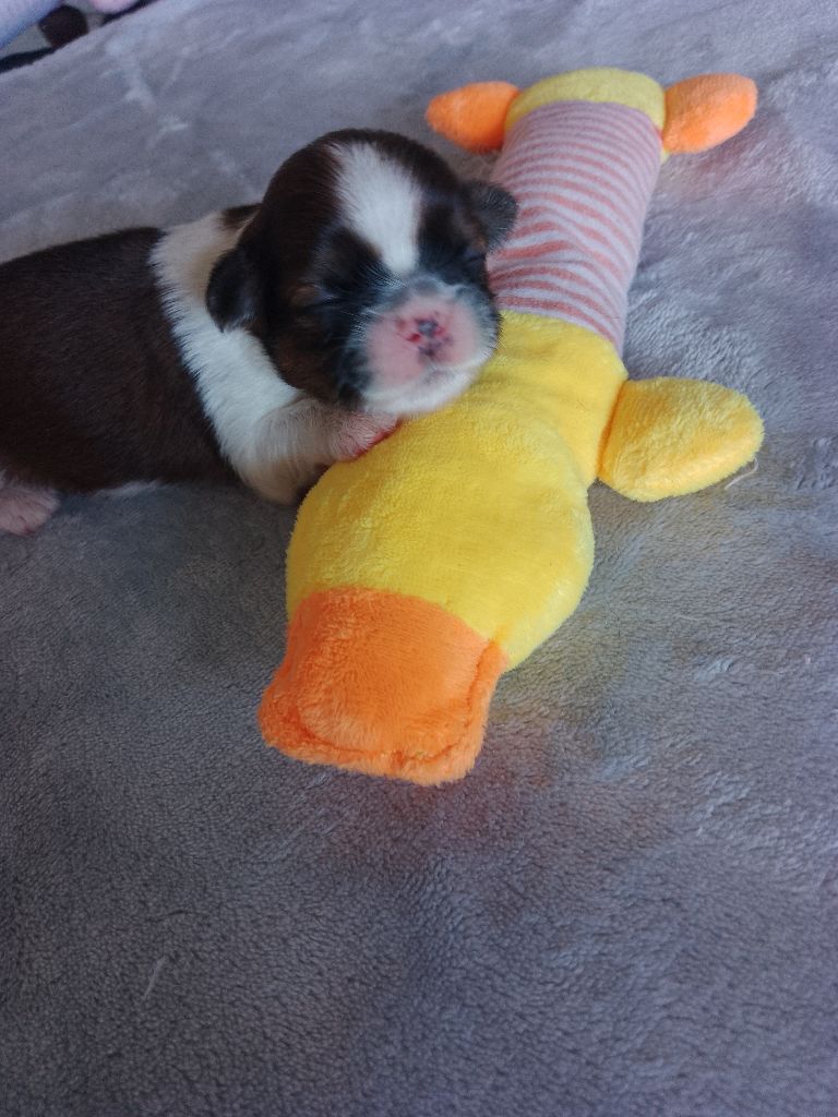 Des Tibétains Des Corbières - Chiots disponibles - Shih Tzu