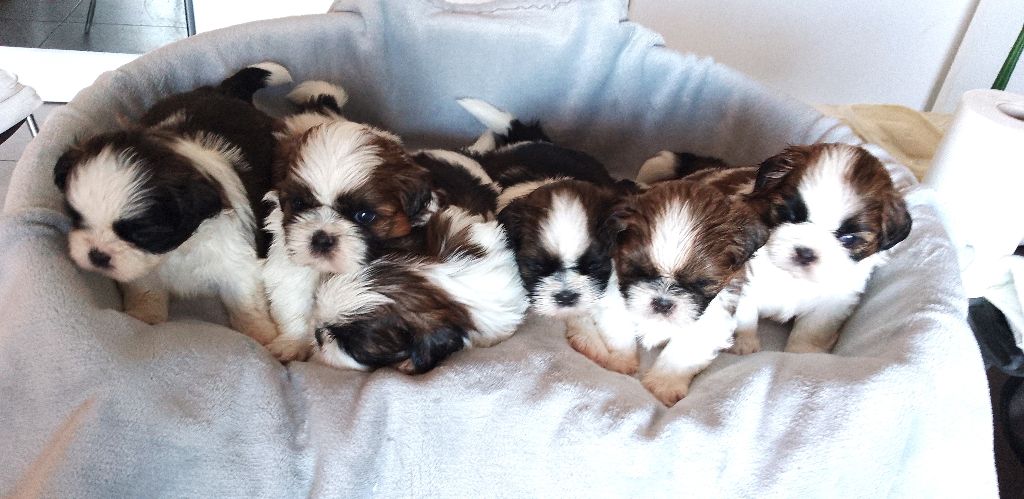 Des Tibétains Des Corbières - Shih Tzu - Portée née le 02/07/2025
