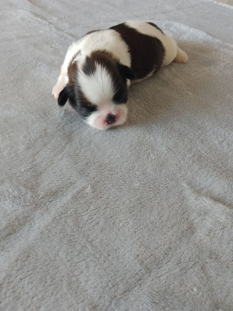 Des Tibétains Des Corbières - Chiots disponibles - Shih Tzu
