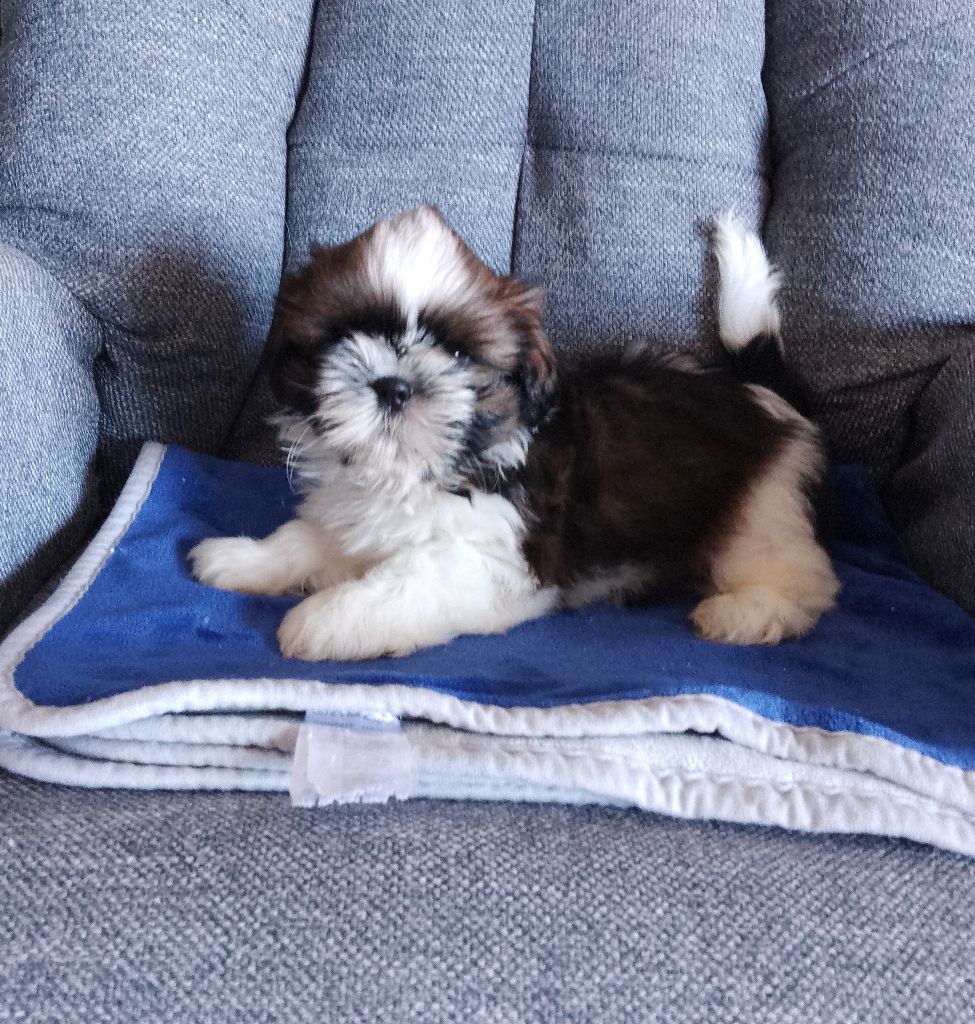 Des Tibétains Des Corbières - Chiots disponibles - Shih Tzu