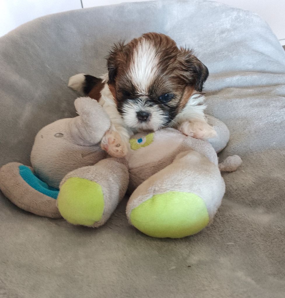 Des Tibétains Des Corbières - Chiots disponibles - Shih Tzu