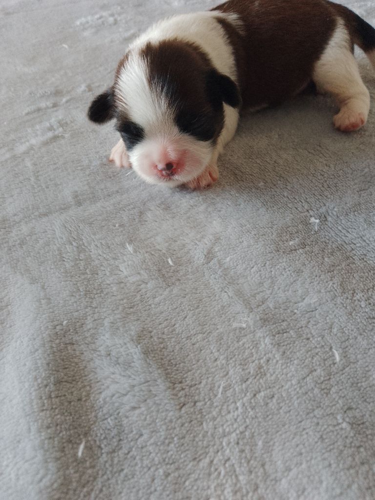 Des Tibétains Des Corbières - Chiots disponibles - Shih Tzu